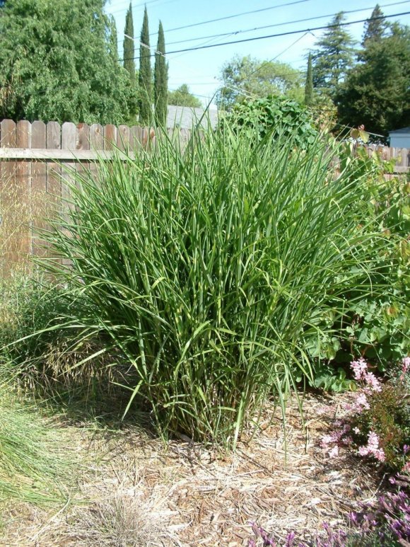 Miscanthus sinensis 'Zebrinus'