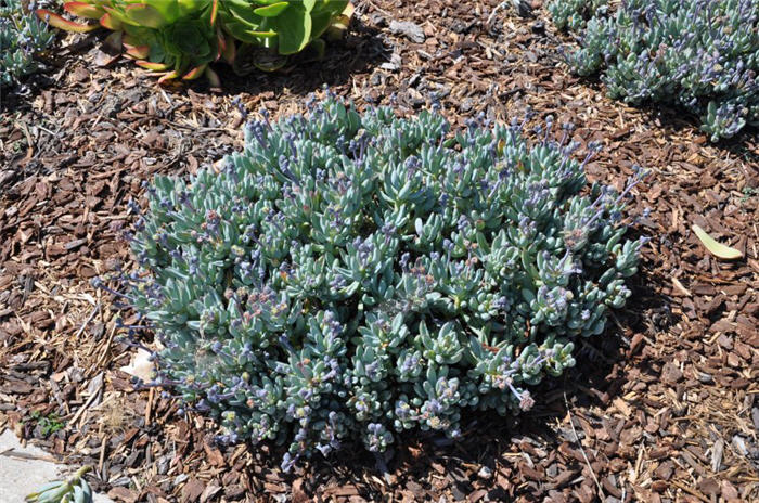 Senecio serpens ?Punk Pickel'