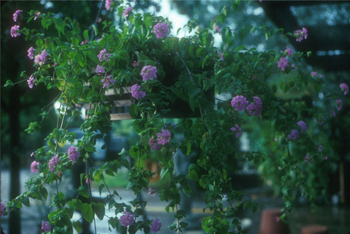 Plant photo of: Lantana montevidensis Lavender Swirl TM