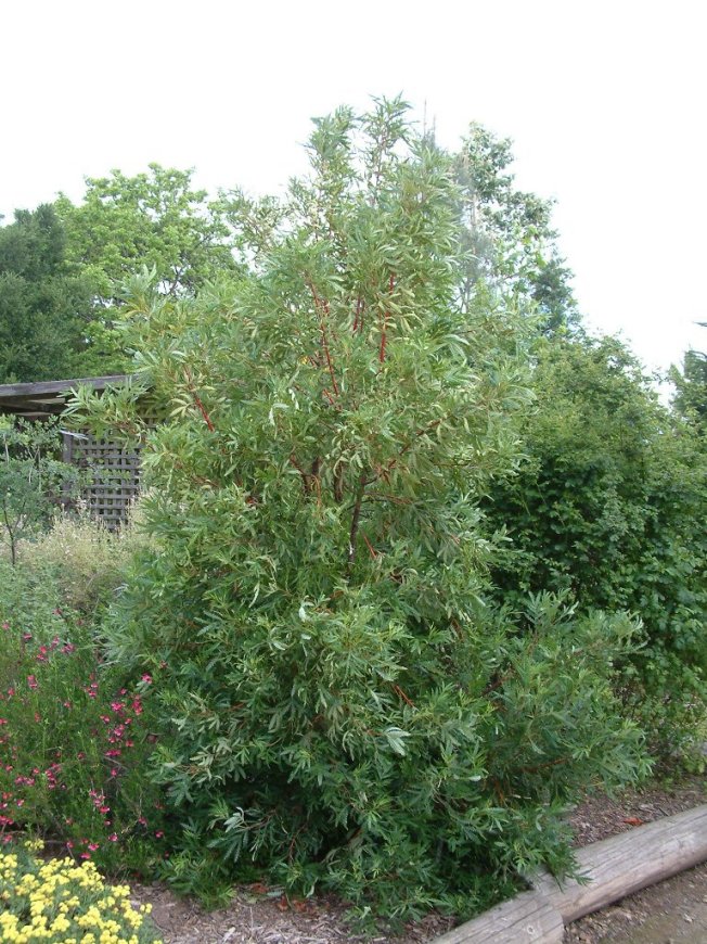 Lyonothamnus floribundus asplenifolius