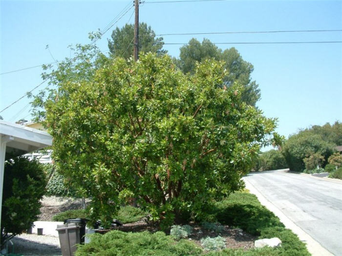 Plant photo of: Arbutus unedo