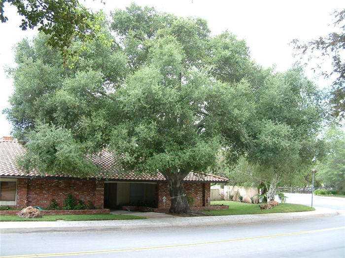 Quercus agrifolia