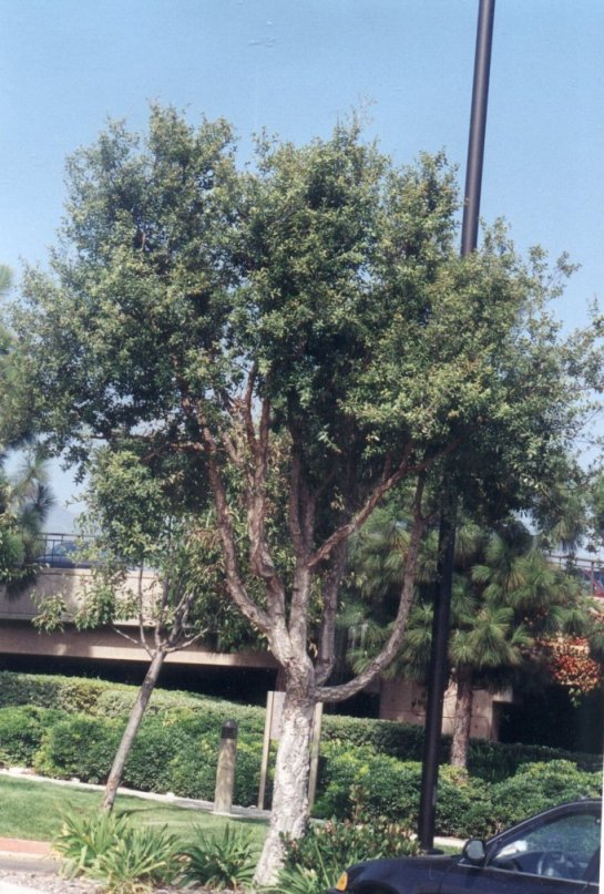 Cork Oak