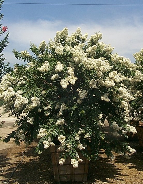 Plant photo of: Lagerstroemia 'Natchez'