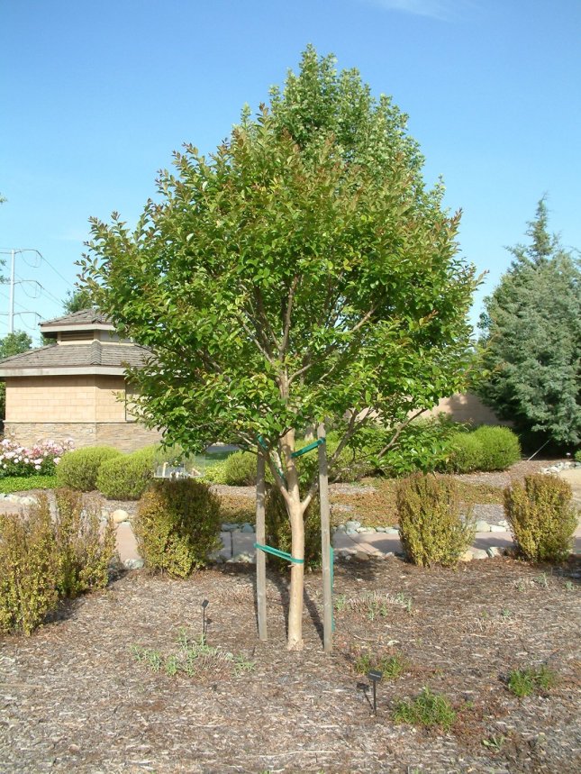 Plant photo of: Lagerstroemia 'Muskogee'