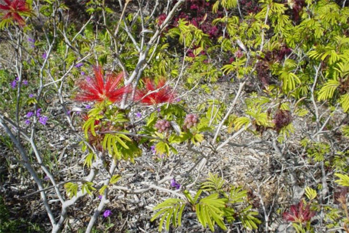 Brazilian Flame Bush, Trinidad Flam