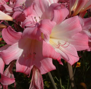 Fragrant Plants
