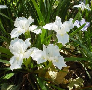 Shade Plants