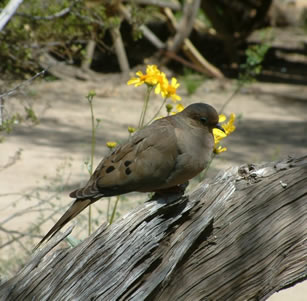 Attracts Birds
