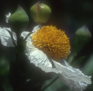 California Native Plants