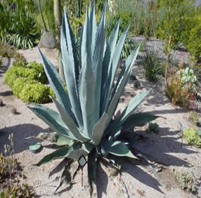 Deer Resistant Plants