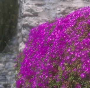 Erosion Control Plants