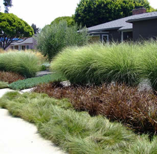 Ornamental Grass Garden