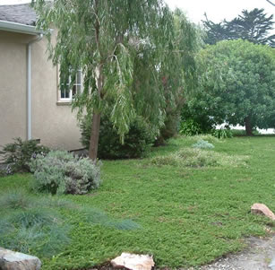 Lawn Alternatives