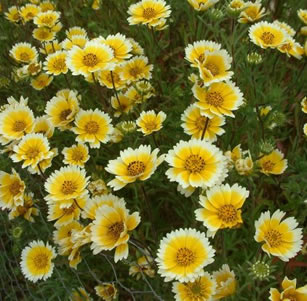 Perennials