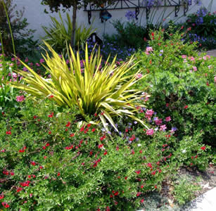 Shrub Borders
