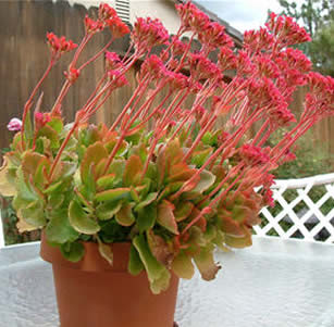 Succulents
