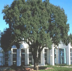Under Oaks