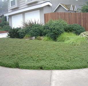 Lawn Alternatives