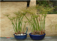 Papyrus, Egyptian Paper Reed